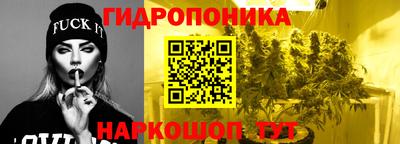 шишки Аргун